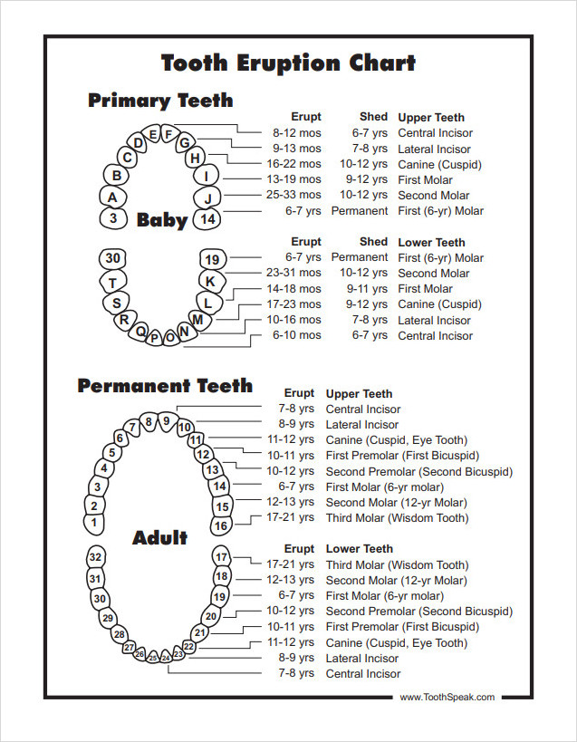 Baby Teeth Chart Template