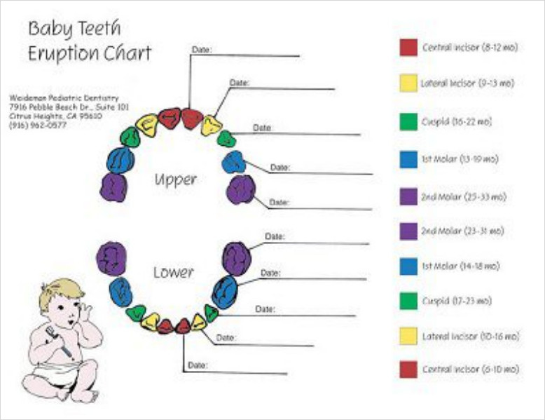 Baby Teeth information Chart Template