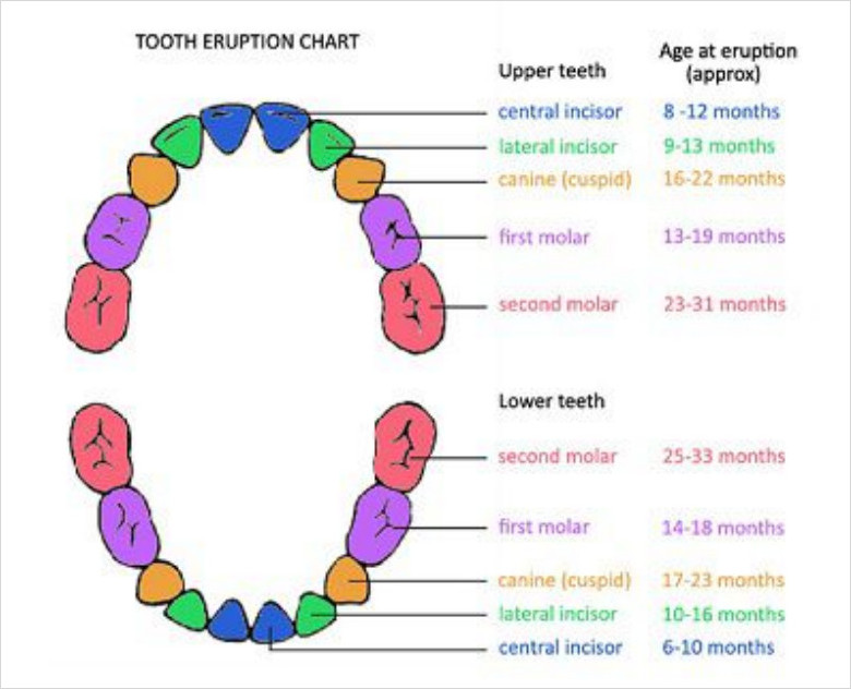 Dental Chart Printable Template