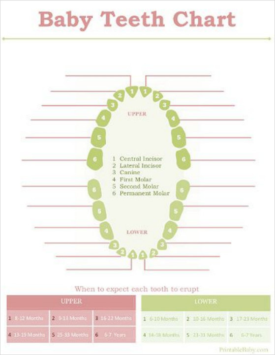 Dental Chart Teeth Template