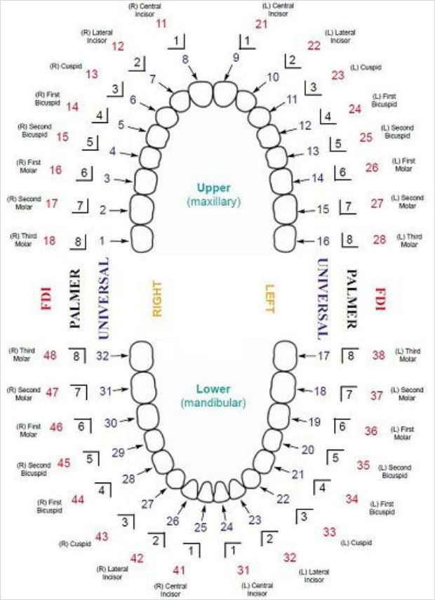 Dental Chart of Teeth Numbers