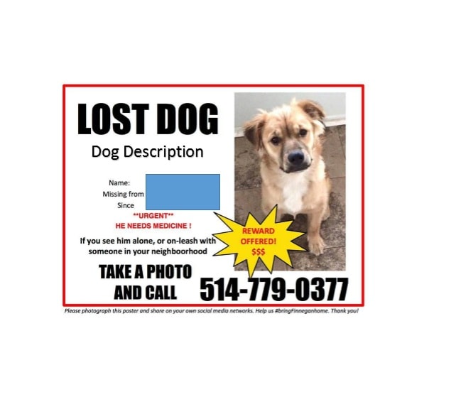 Lost Dog Flyer Template