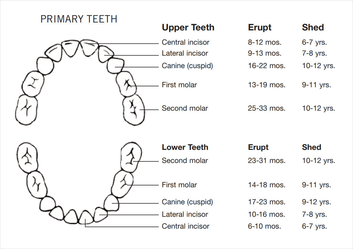 Primary Teeth Chart Template