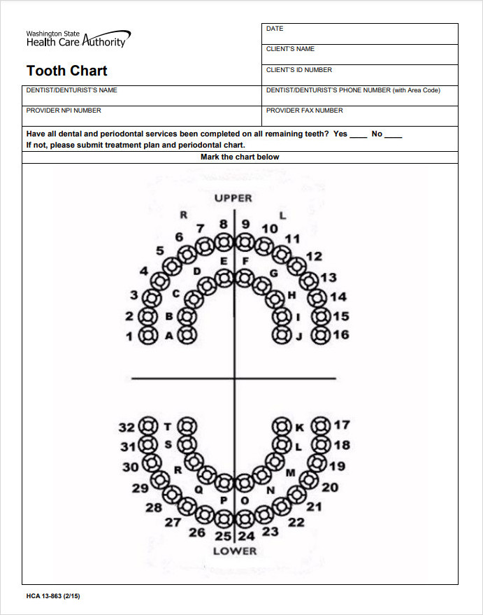 Teeth Chart Template