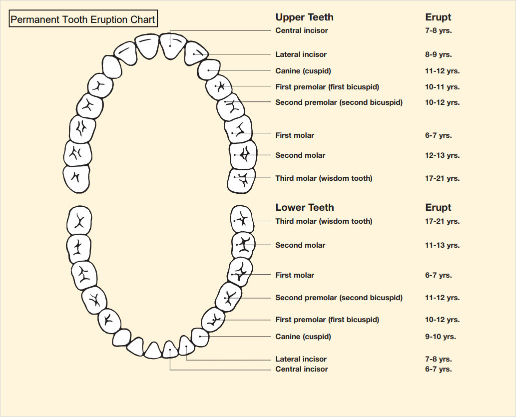 Tooth Eruption Chart Template